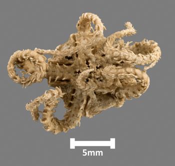 Media type: image;   Invertebrate Zoology OPH-3235 Aspect: ventral